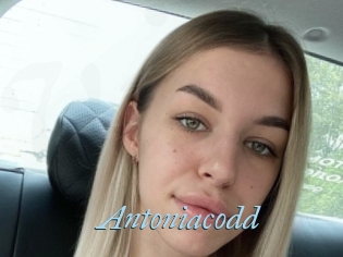 Antoniacodd