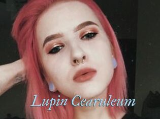Lupin_Cearuleum